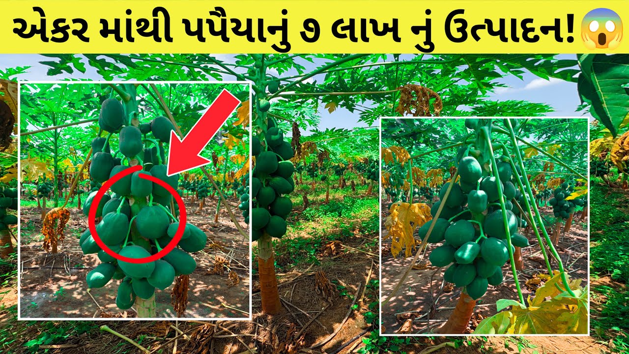 એકર માંથી પપૈયાનું સાત લાખ નું ઉત્પાદન મેળવતા ખેડૂત ની મુલાકાત