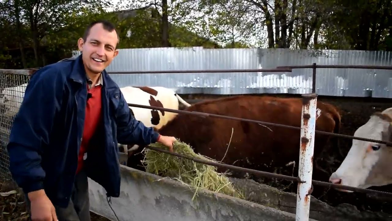 Балабошко брехлива 💲️учка Єкатеринославського комбінату.Не купуйте Brown Swiss в Україні.