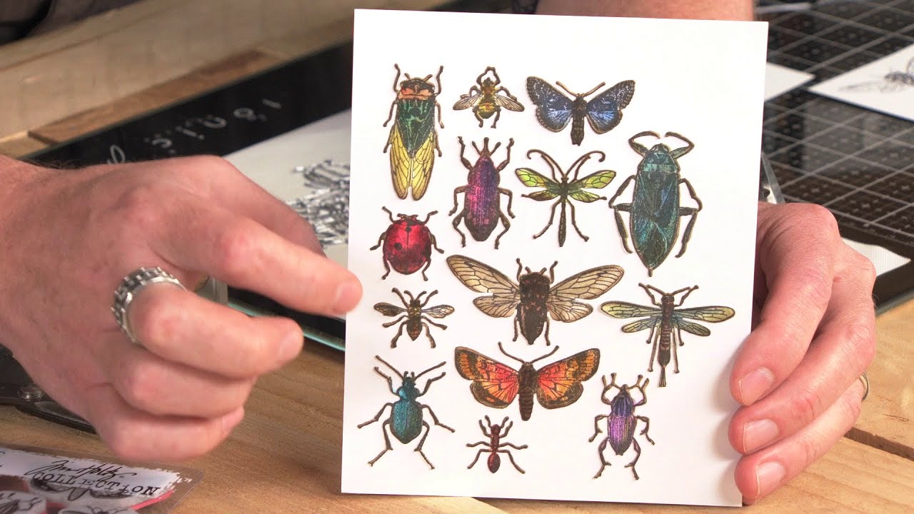 Entomology Framelits® with Tim Holtz - Sizzix