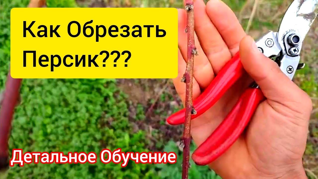Как обрезать Персик