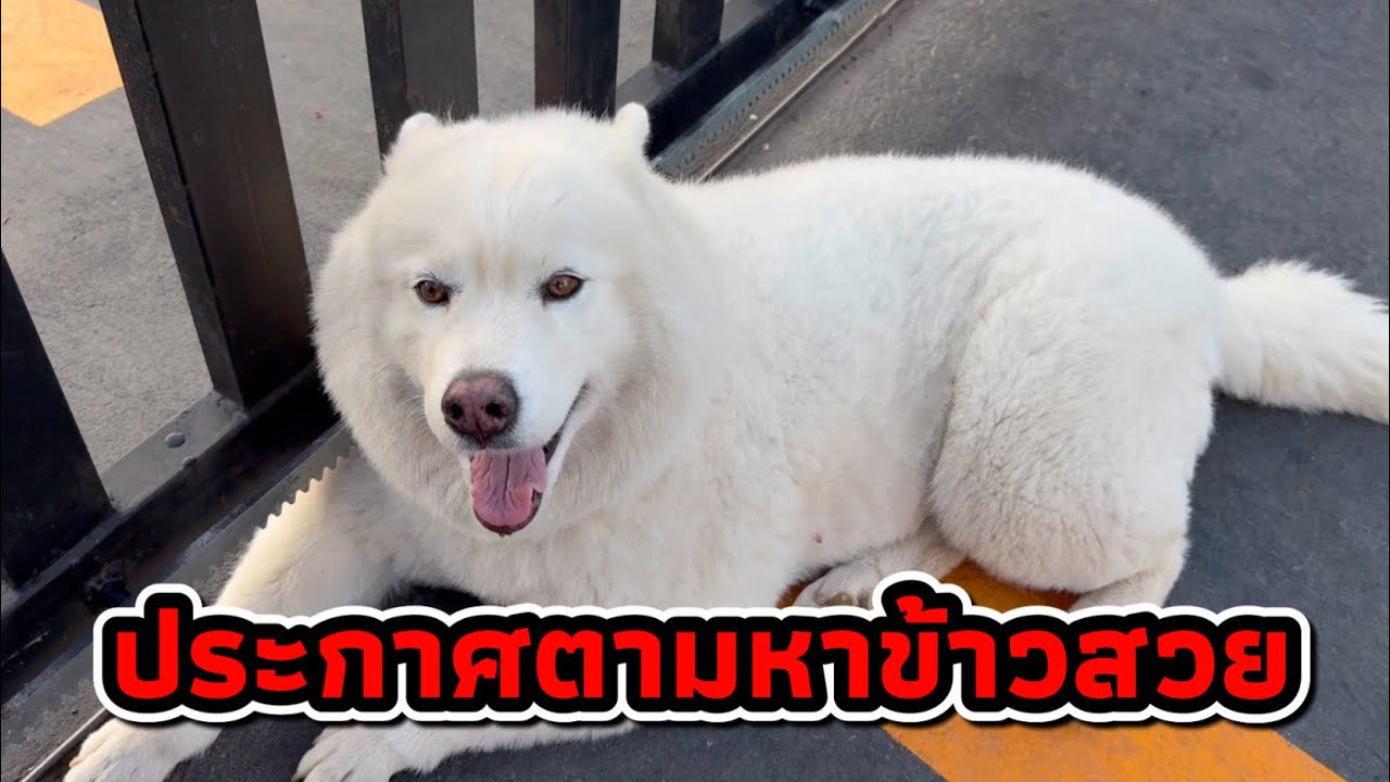 ข้าวเหนียวรับพ่อกลับบ้านและแม่เค้าสวยหาย