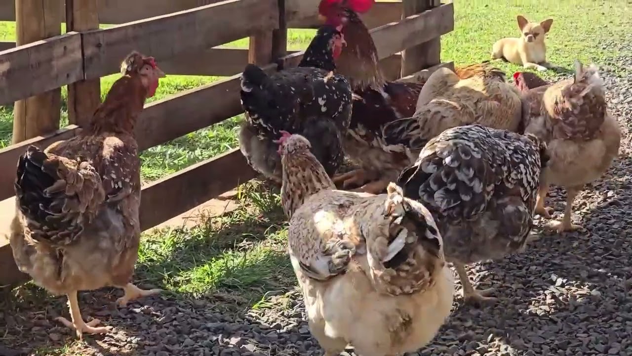 ®CHÁCARA DO SÉRGIO HENRIQUE E CRIAÇÃO DA GALINHA GSB BALÃO SERTANEJO- RECORDAÇÕES SERGIO HENRIQUE