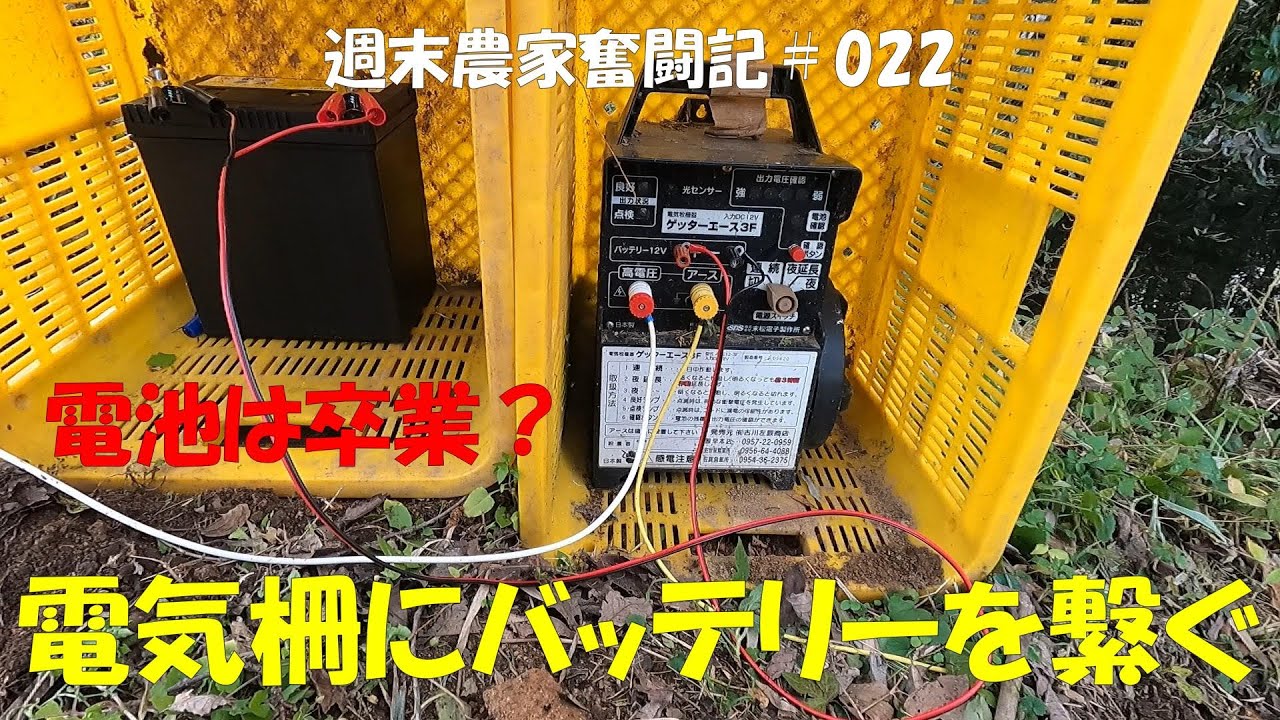 【週末農家奮闘記 022】電気柵にバッテリーを繋ぐ　電池は引退しました。椎茸も沢山発生してきました。