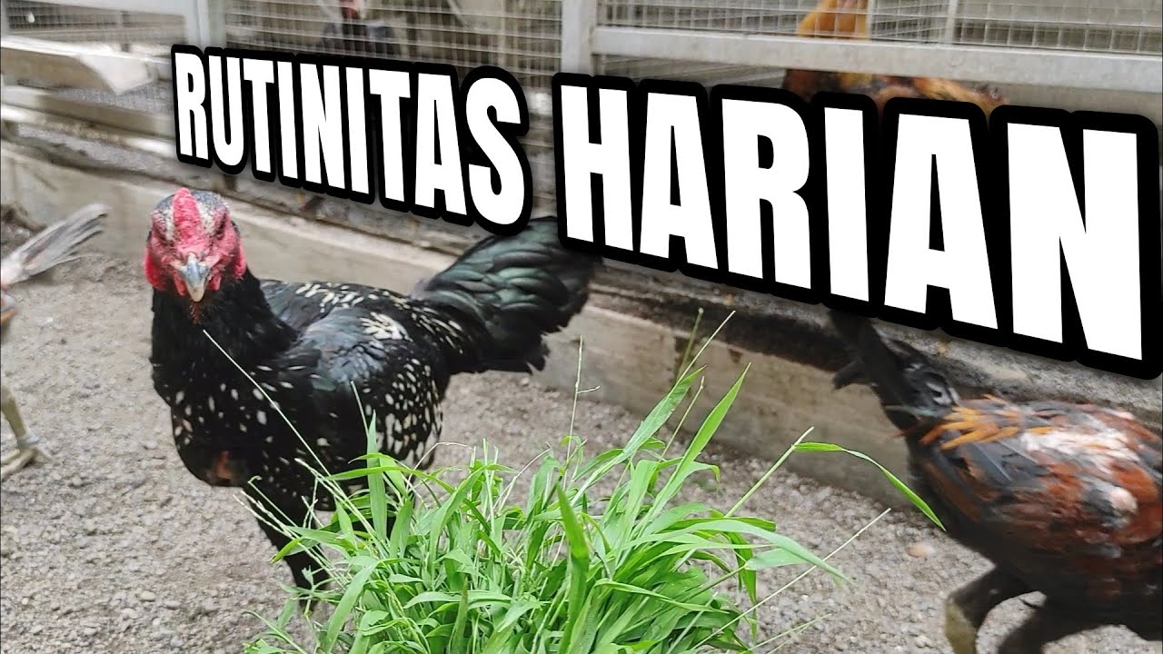 Jangan Ragu Untuk Memulai Beternak Ayam