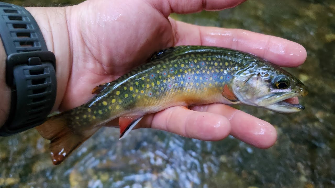 NC Small Stream Fly Fishing - 6-6-2025