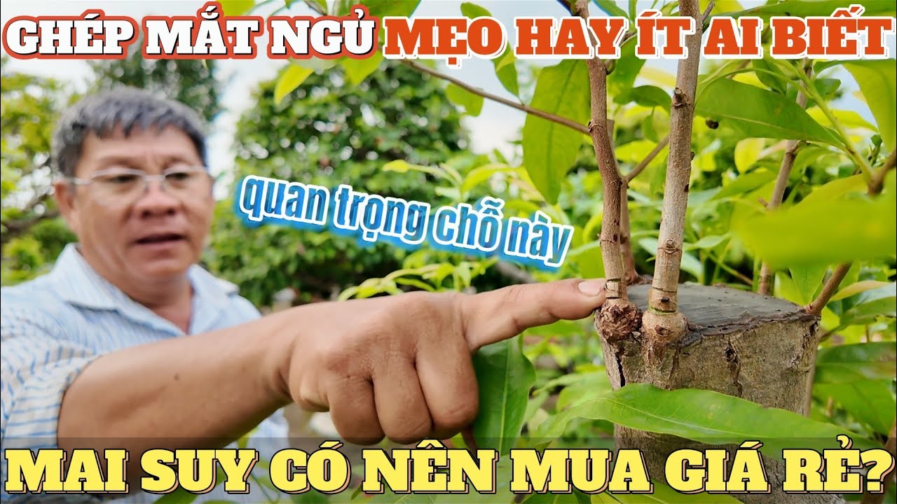 MẸO HAY ÍT AI BIẾT sau khi gỡ bọc ghép mắt ngủ Út Đực phân tích cây mai suy giá rẻ AE có nên mua ko?