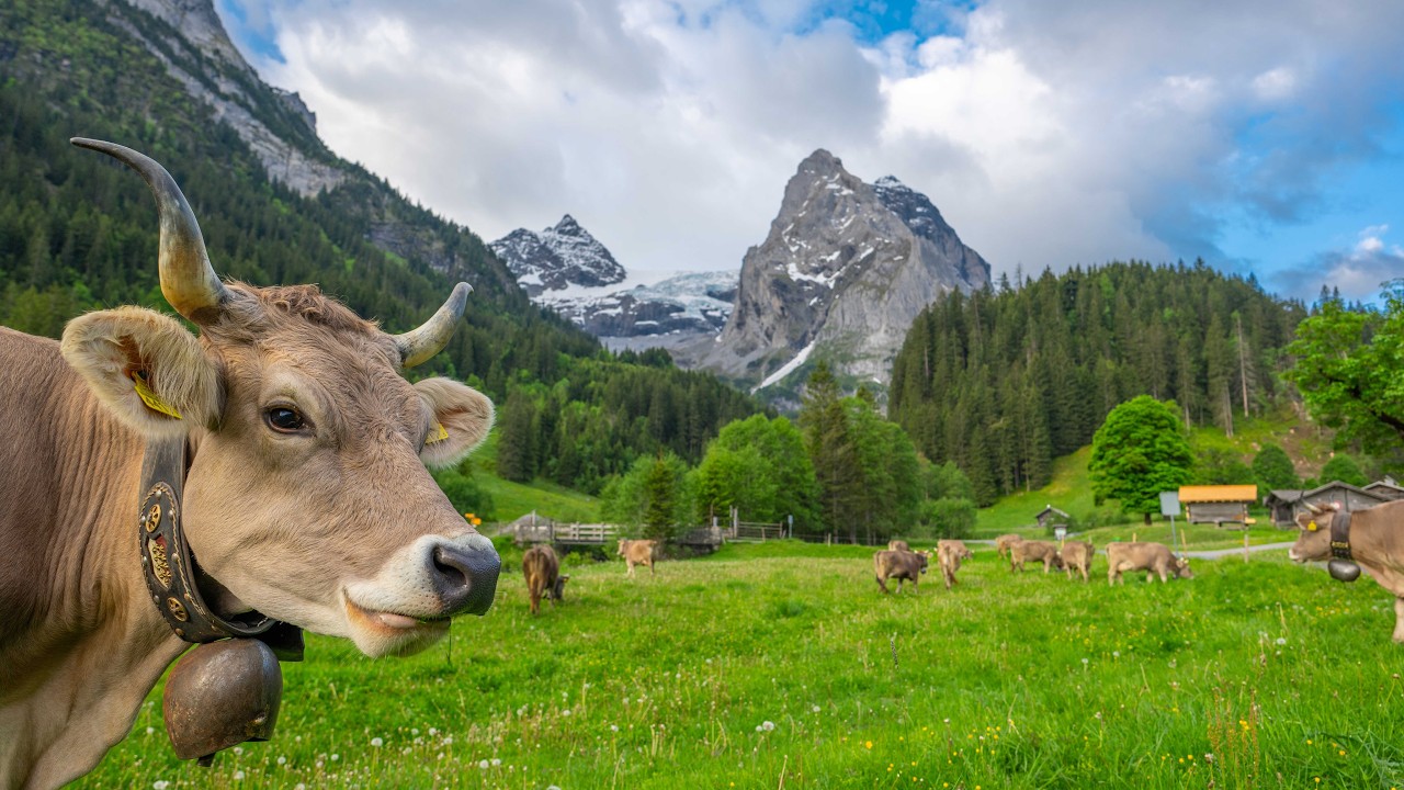 Sommer in der Schweiz Berner Oberland - Appenzellerland