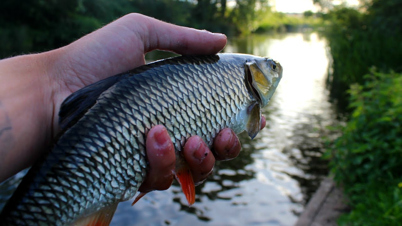 TINY RIVER CHUB FISHING - RIVER FOSS