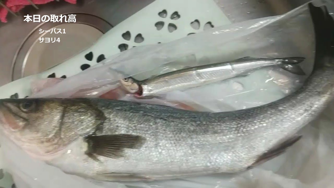 海に食材探しに行ったら20分で帰ることになった件