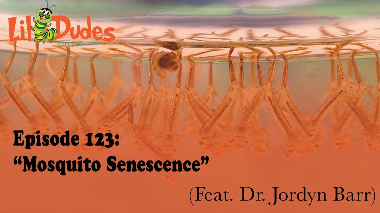 123. Mosquito Senescence (feat. Dr. Jordyn Barr)