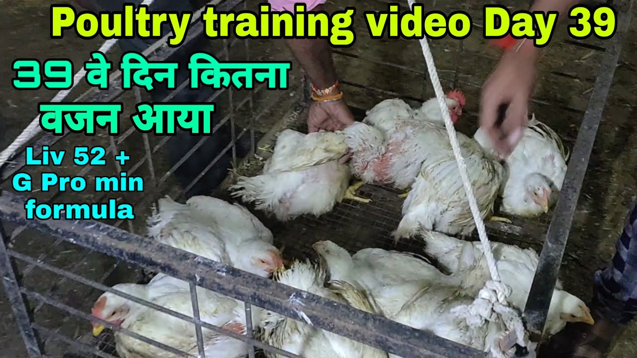 पोल्ट्री ट्रेंनिग व्हिडिओ 39 वे दिन कितना वजन आया और आता है | poultry training video