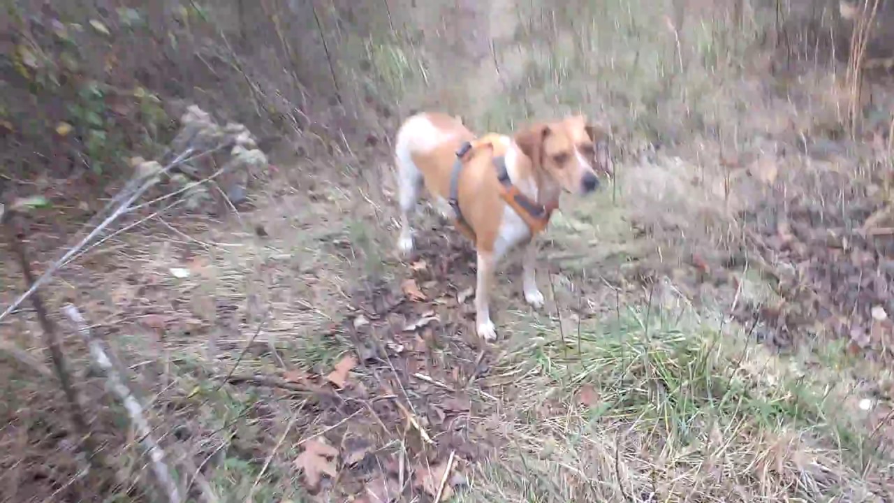 12/19/2016 - Bennn4020 update! More Hannah off leash too