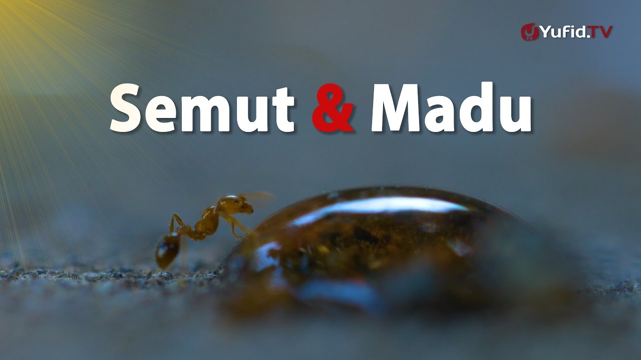 Semut dan Madu