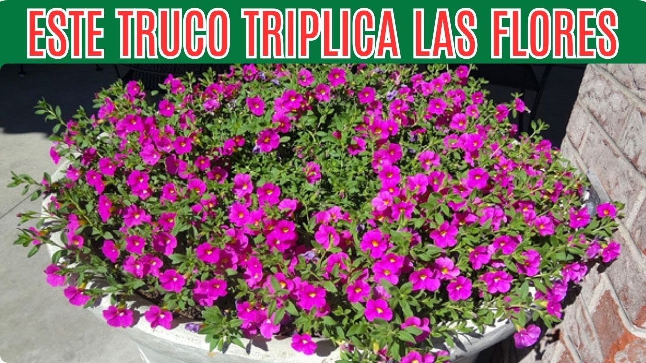 PETUNIAS: Cuidados y Secretos para Flores Abundantes Todo el A&ntilde;o