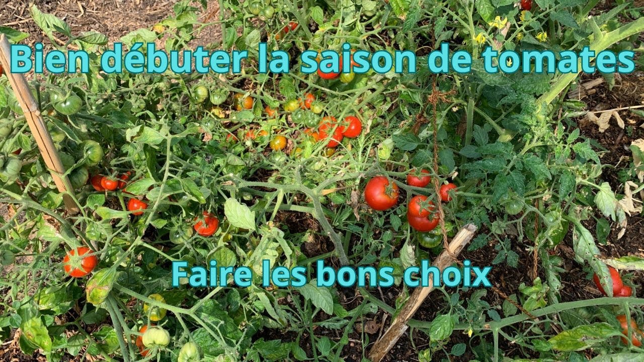 Bien débuter la saison des tomates: faire les bons choix