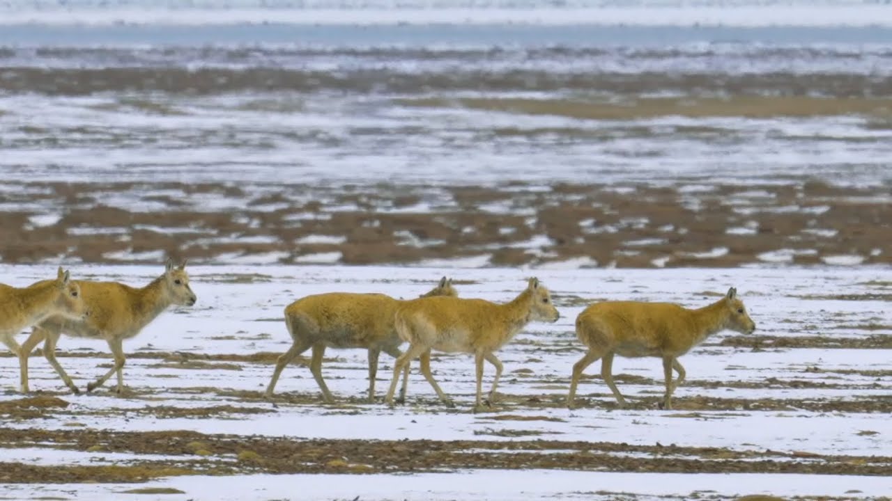 The Magnificent Migration of Tibetan Antelopes
