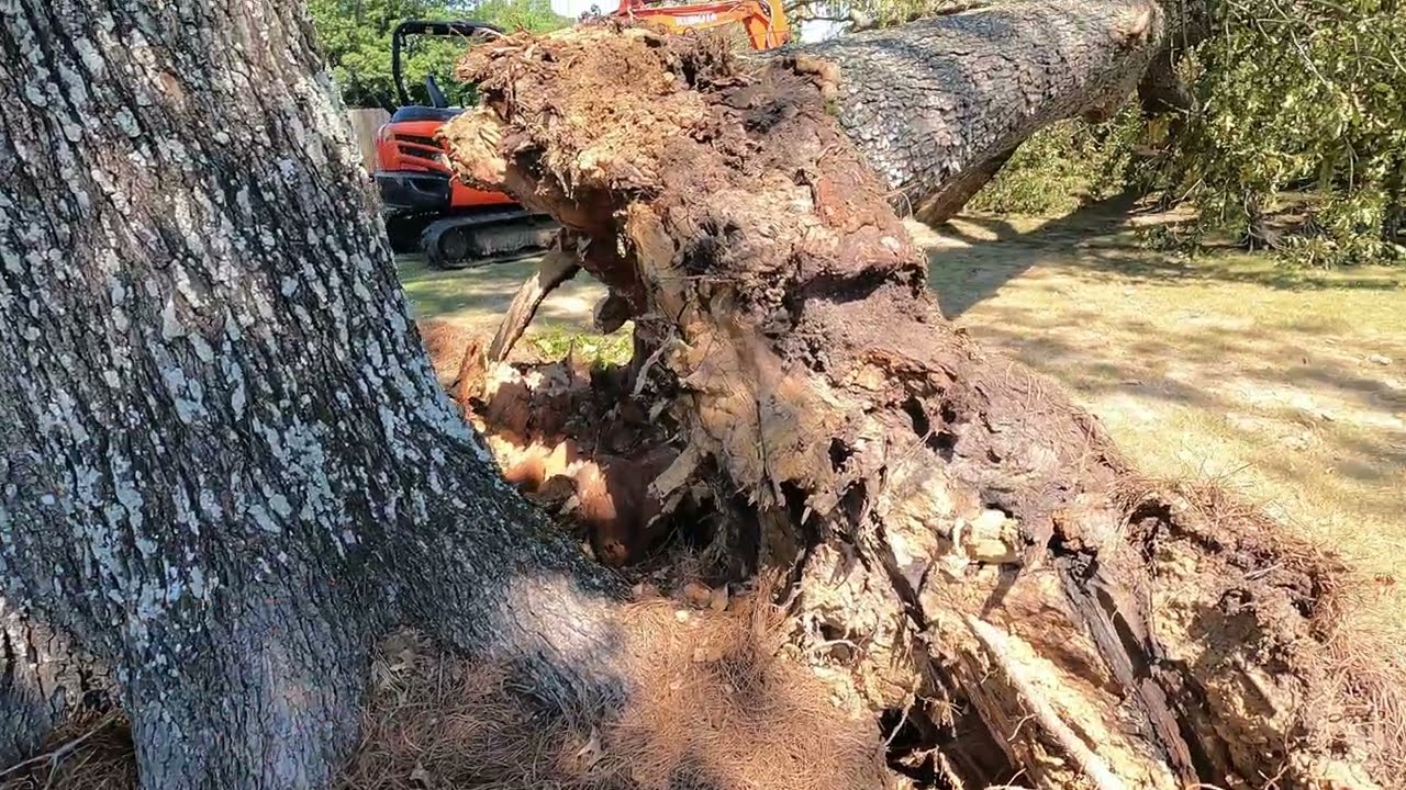 Emergency tree job | tree fell on a Polaris Ranger