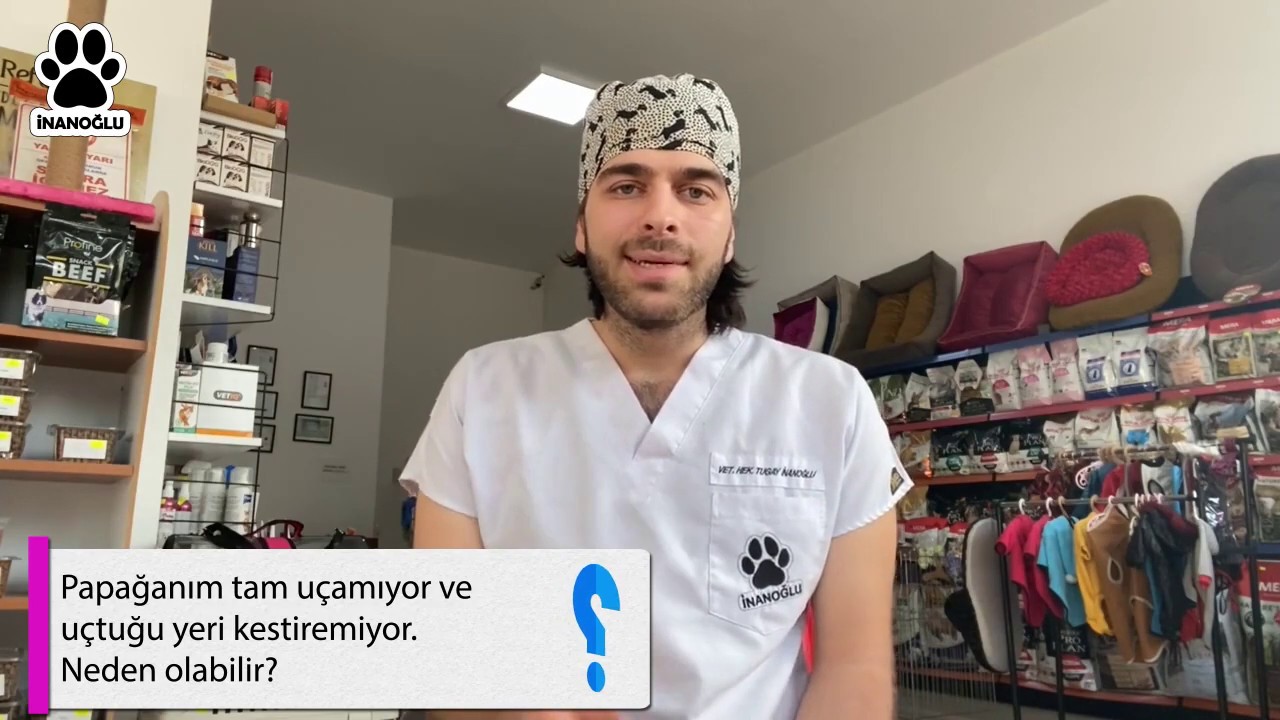 Evcil Hayvanlarla İlgili En Çok Merak Edilen Sorular ve Cevapları! | Q&A (1) #inanoglu
