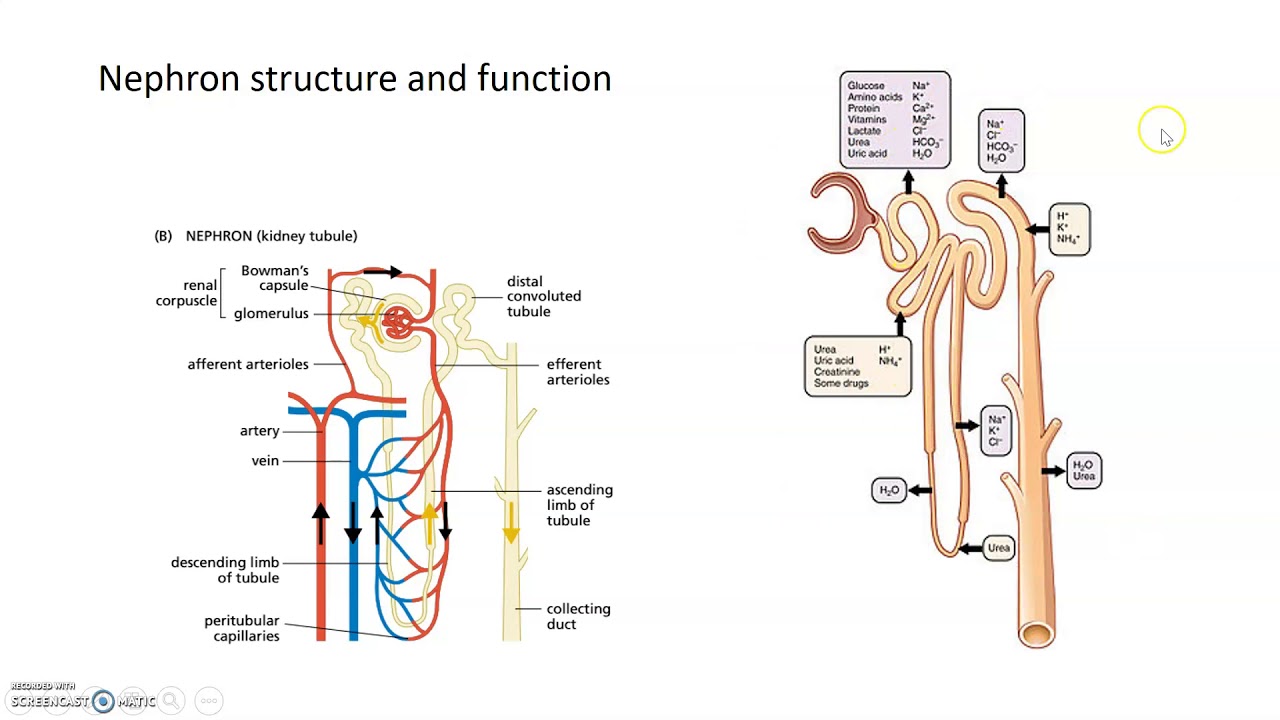Aging Bodies: Decline in Kidney Function
