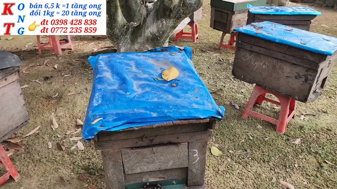 Điểm thu mật bắt đầu
