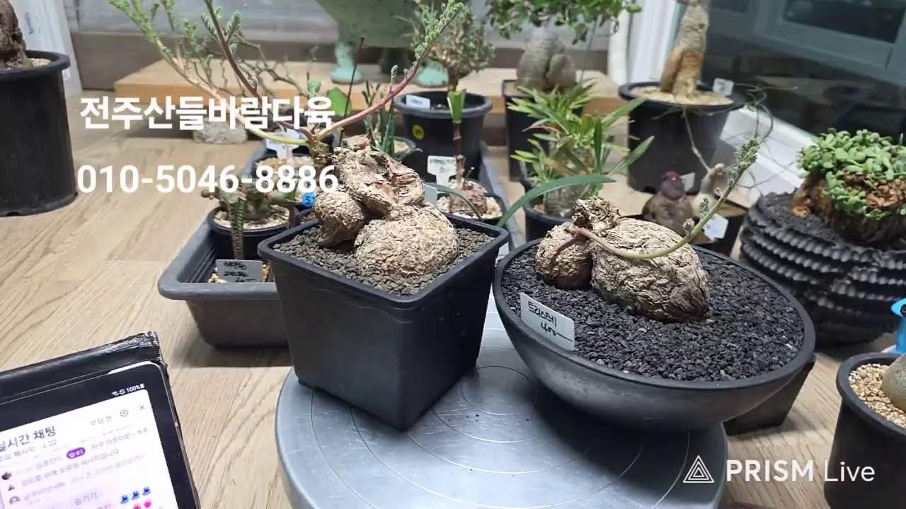 전주산들바람다육 라이브 방송