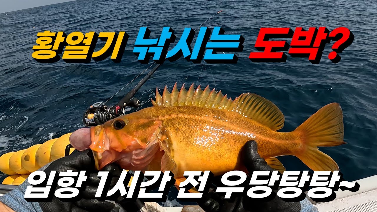 강릉 데미호 황열기 낚시 다녀왔습니다 / 입항 1시간 남겨두고 대박!