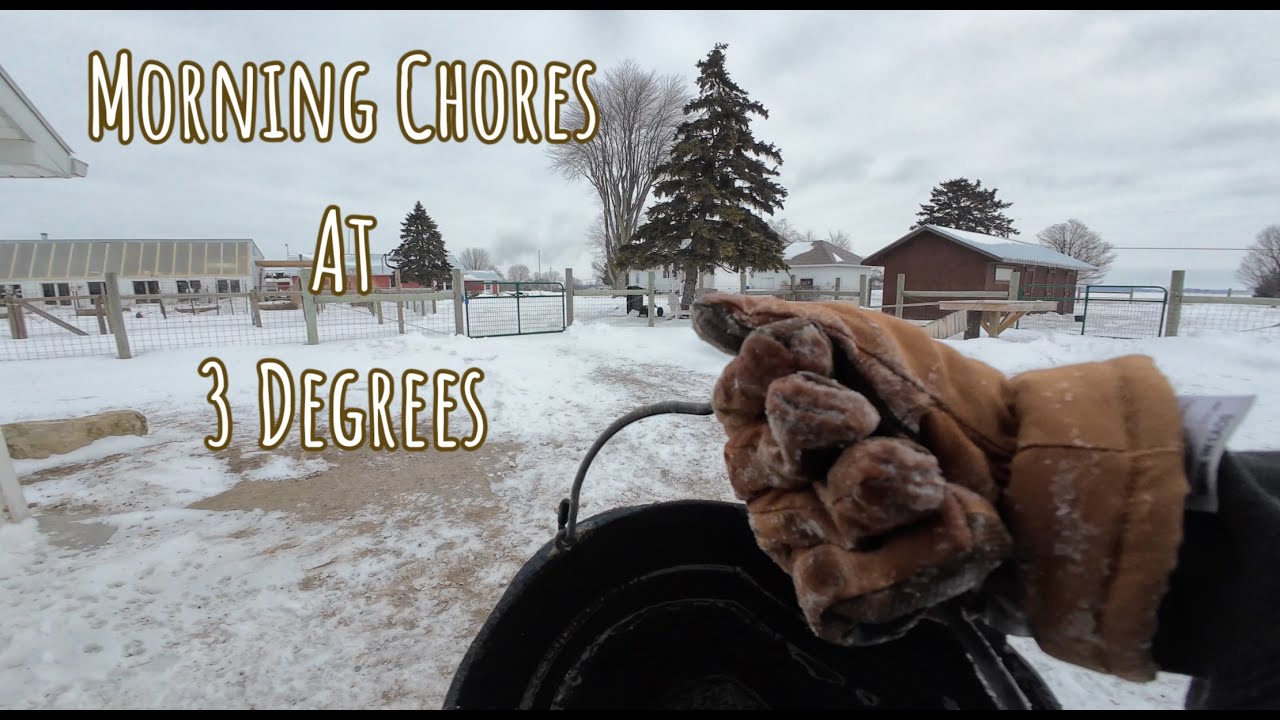 Bundle up it's a cold one! Morning Chores during the 2026 Cold Spell