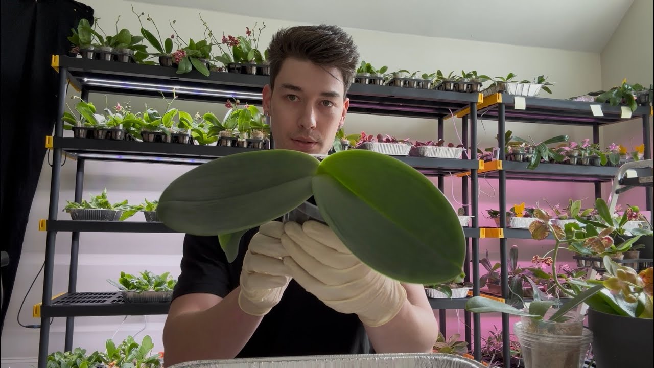 Repotting Phalaenopsis Orchids From Moss to Tree Fern Fiber