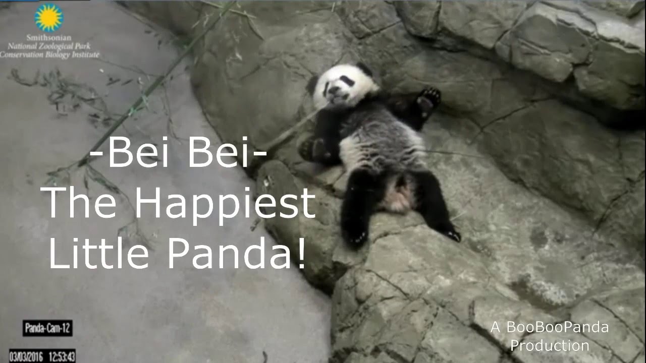 Bei Bei  - The Happiest Little Panda (& ChiChi!)
