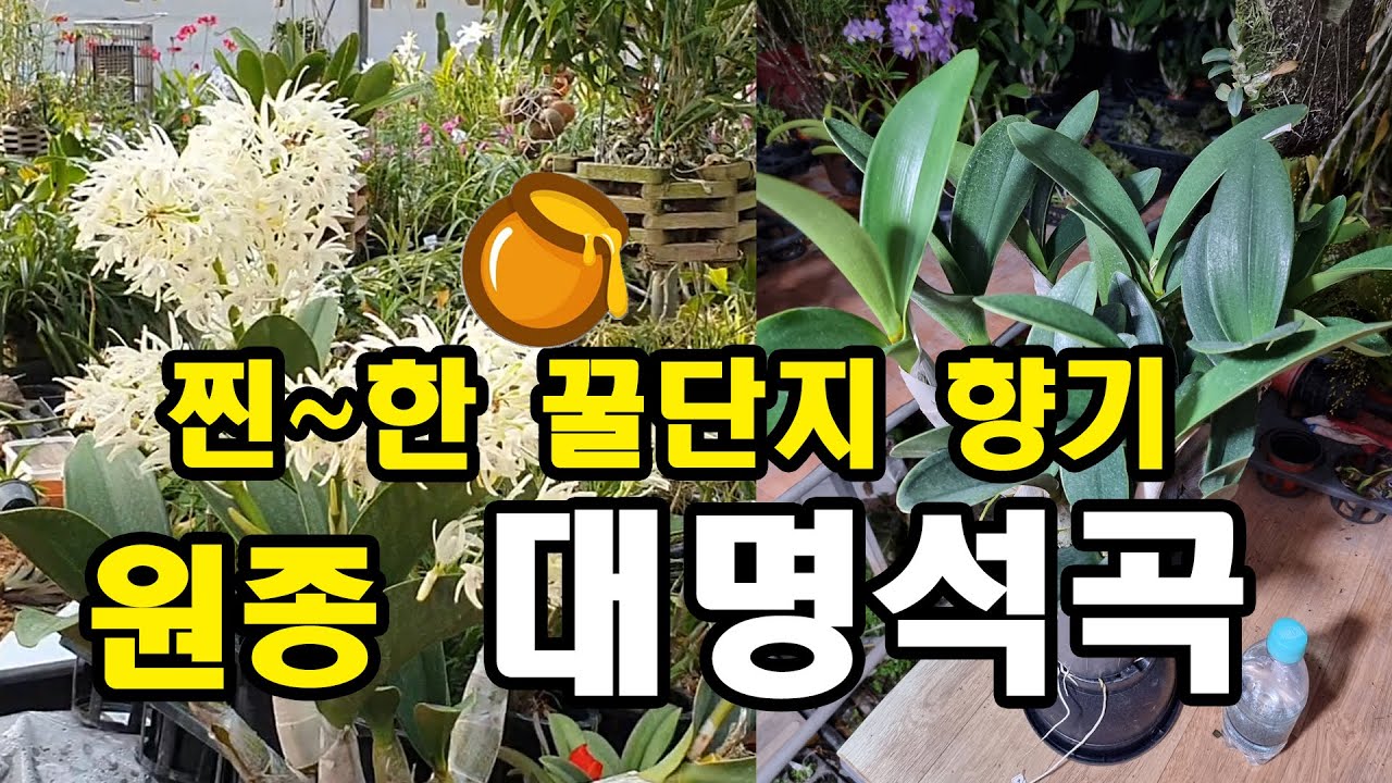 원종 대명석곡 찐~한 꿀단지향기 나는 대명석곡 스폐셜 언박싱