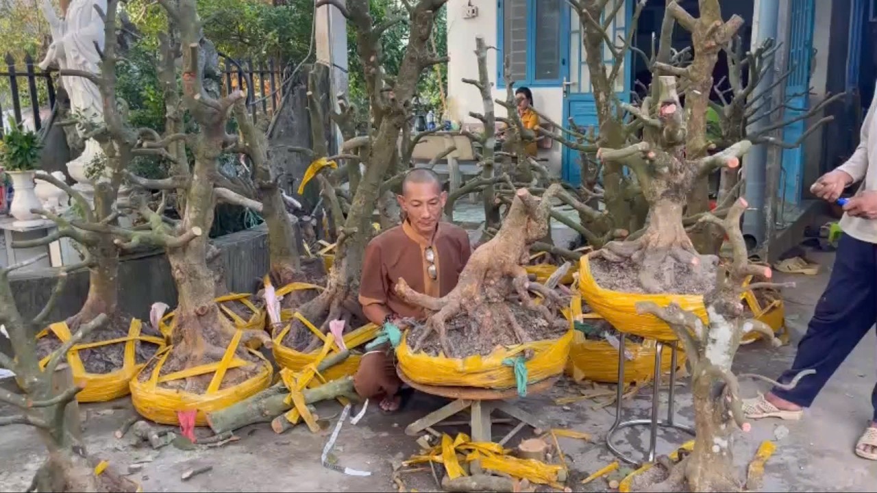 Giao lưu số cây mai vàng hoành 50 chị cành nhạo Lh:0964.547.548 