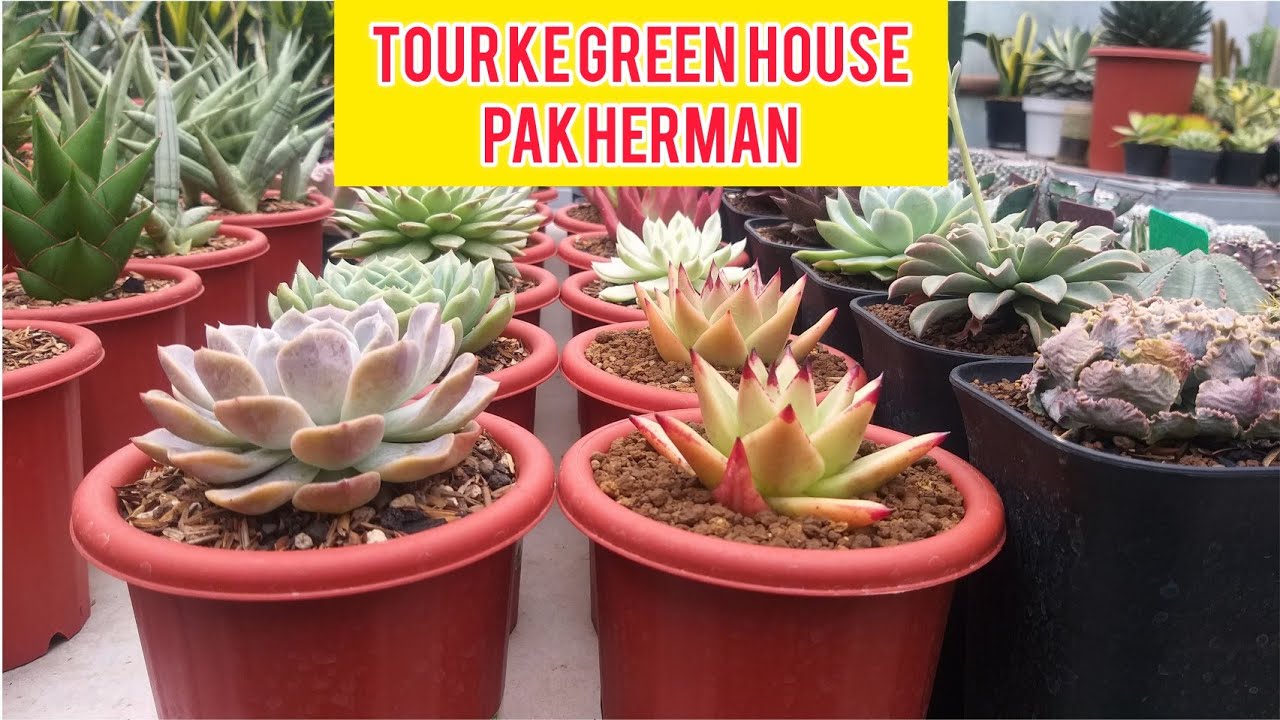 TOUR KE GREEN HOUSE PAK HERMAN LIHAT STOCK TERBARU KAKTUS SUKULEN DAN SANSEVIERIA