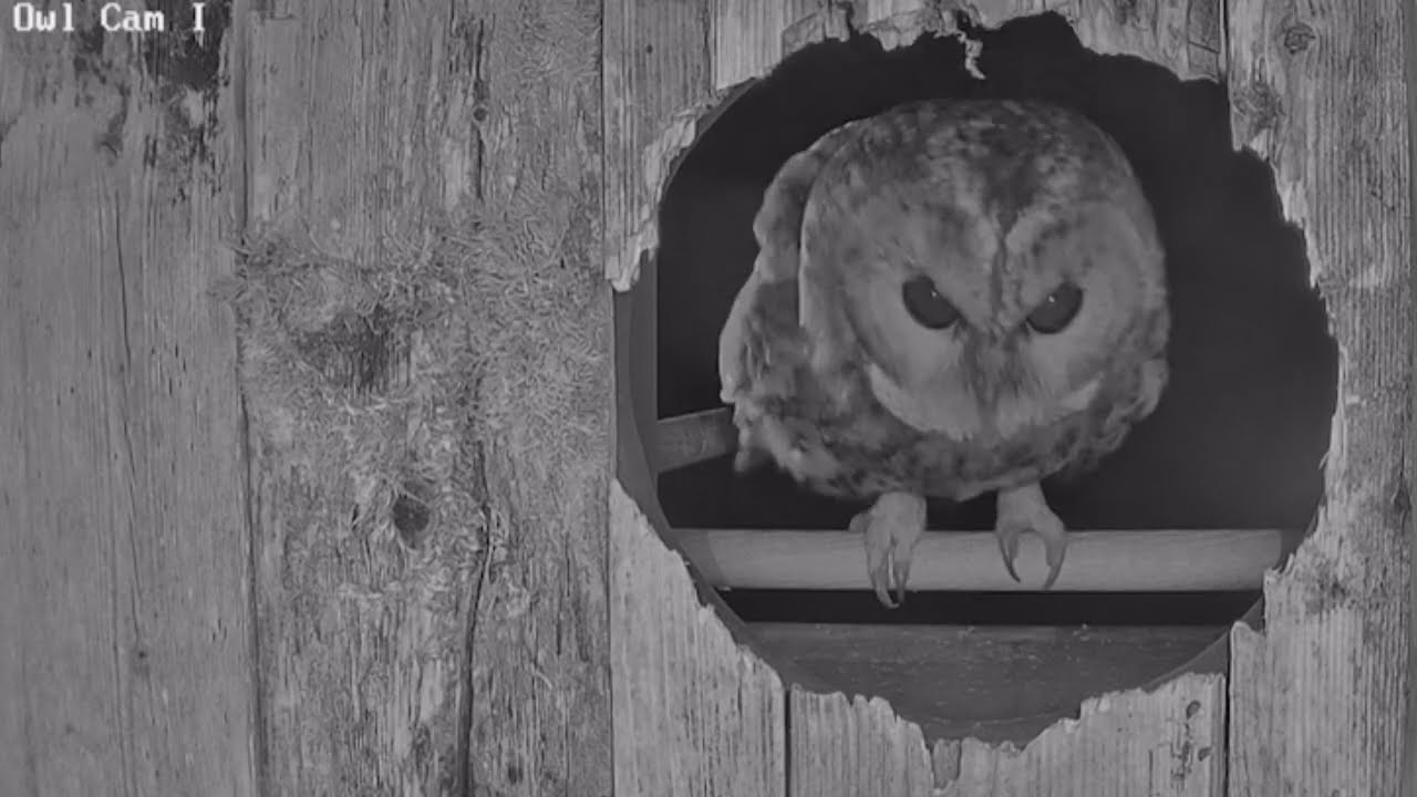 Stock Dove 1 : Tawny Owl Nil | Watch a Nesting Stock Dove Fiercely Defend its Nest