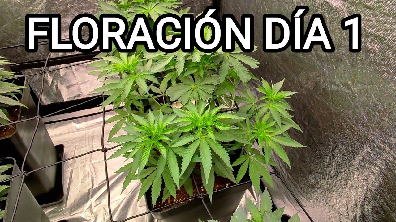 🍁Entramos en la FLORACI&Oacute;N 🍁- Seguimiento cultivo INDOOR CANNABIS🌱