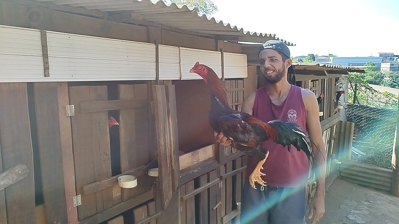 Hora da Alimentação, criatório Magno Rangel.