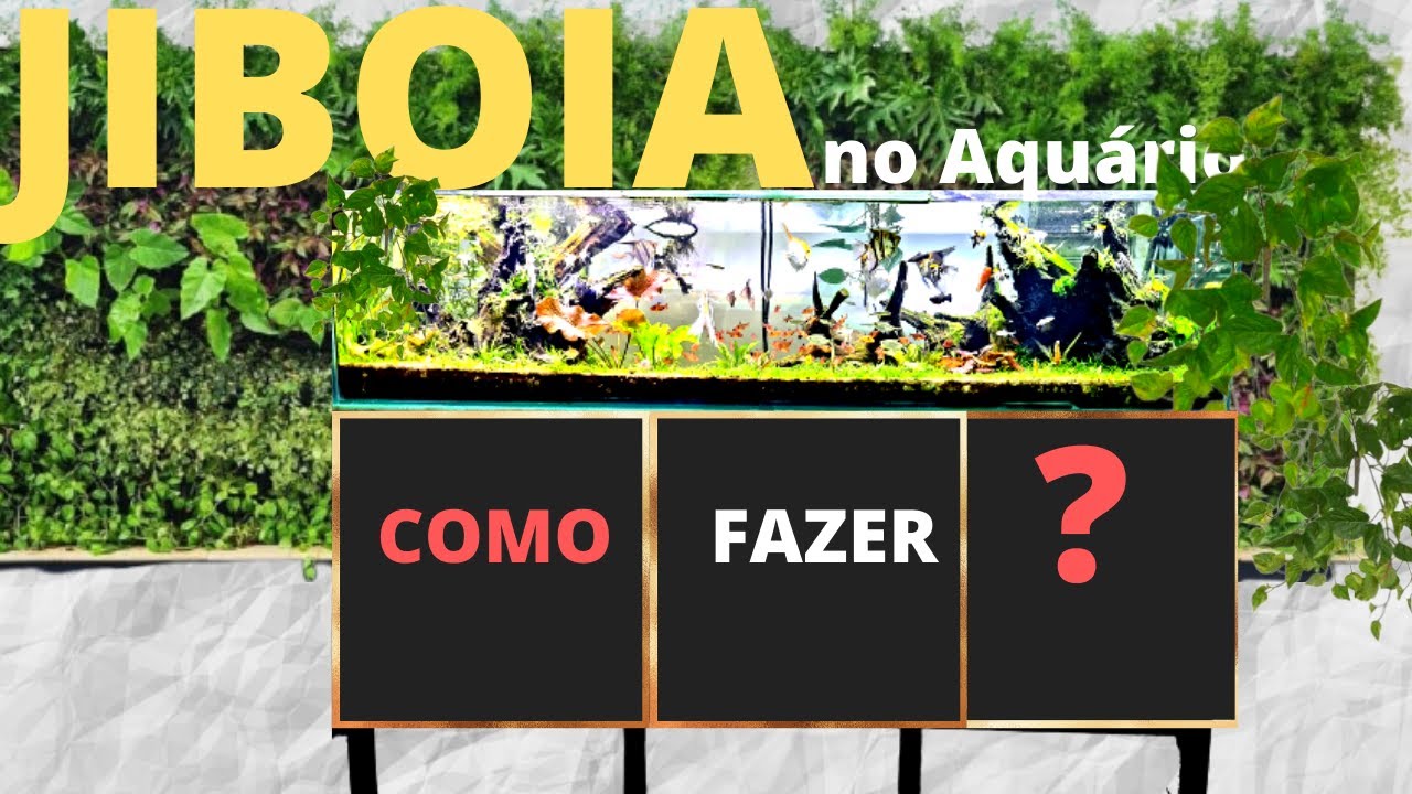 JIBOIA em cima do aquario - como colocar PLANTA DE JARDIM PARA AQUÁRIO?