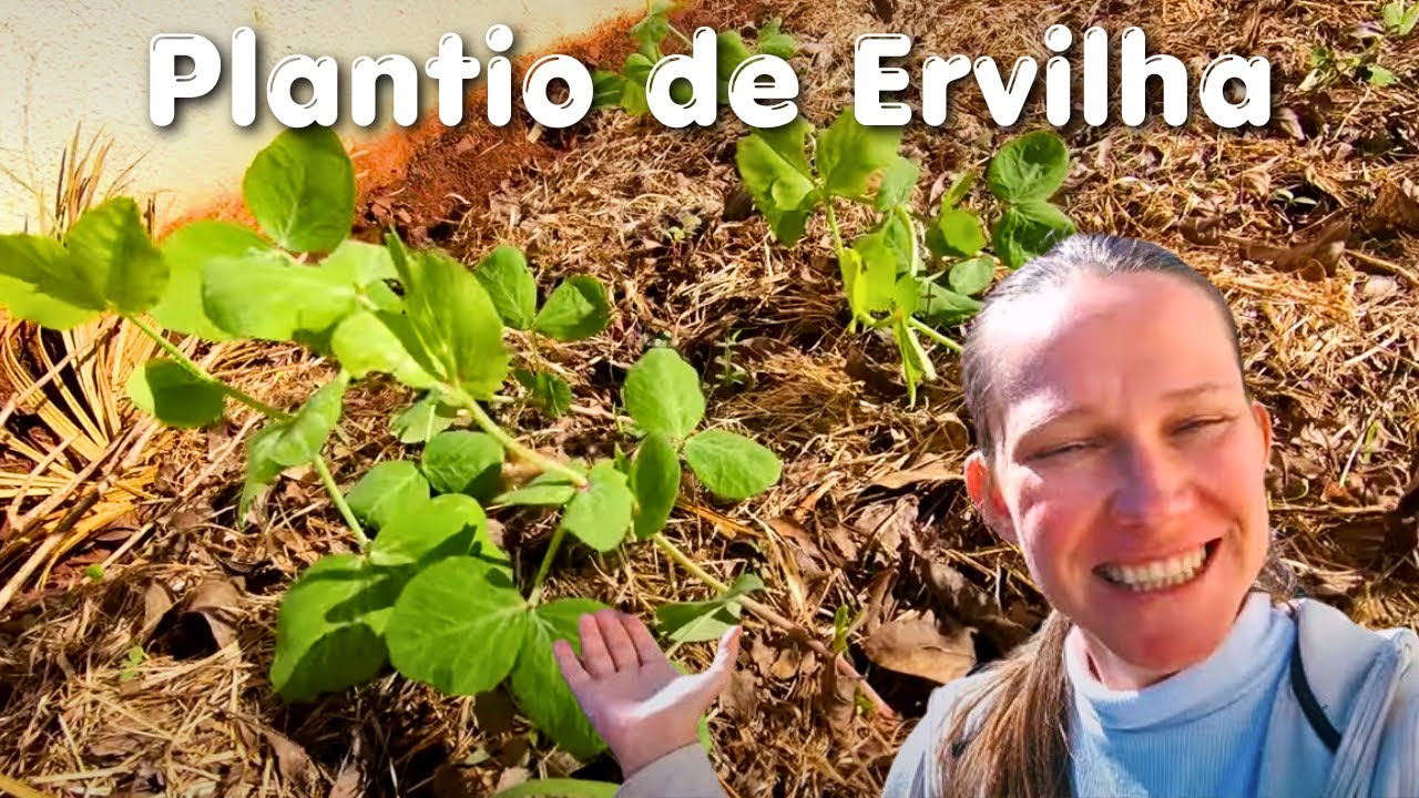 Como Plantar Ervilhas no Quintal de Casa 💚🌱 Nossa Horta no Quintal 💚🌱