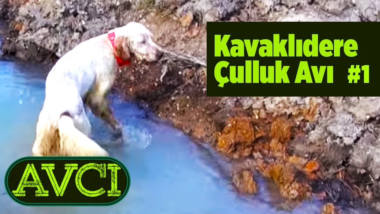 Kavaklıdere Çulluk Avı - 1 Avcı - Yaban TV