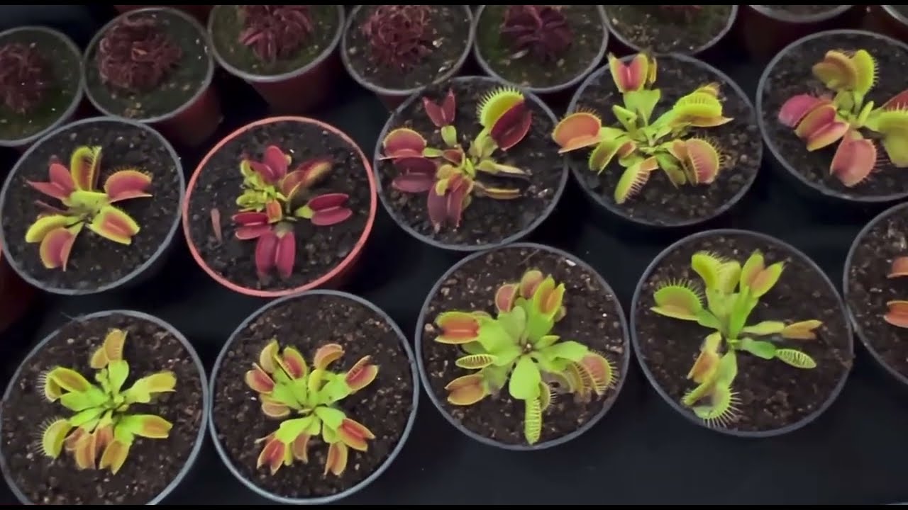 Plantas carnívoras 🙀🙀🙀