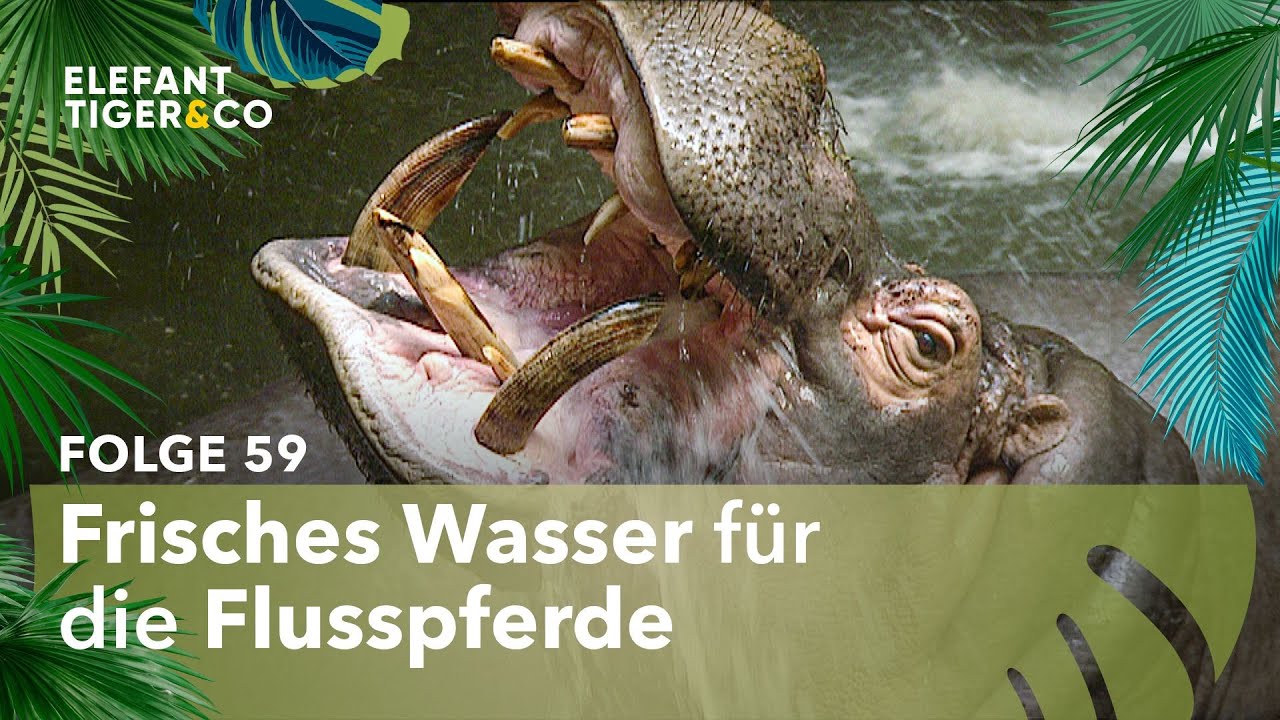 Beckenreinigung bei den Flusspferden des Zoo Leipzig (Folge 59) | Elefant, Tiger & Co. | MDR
