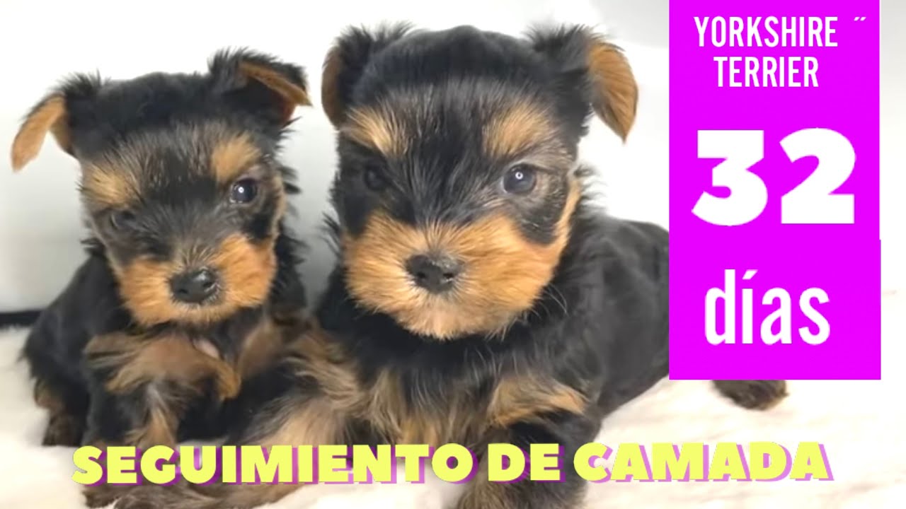 DONDE HACER SUS NECESIDADES Cachorro Yorkshire (32 días, Seguimiento de camada)