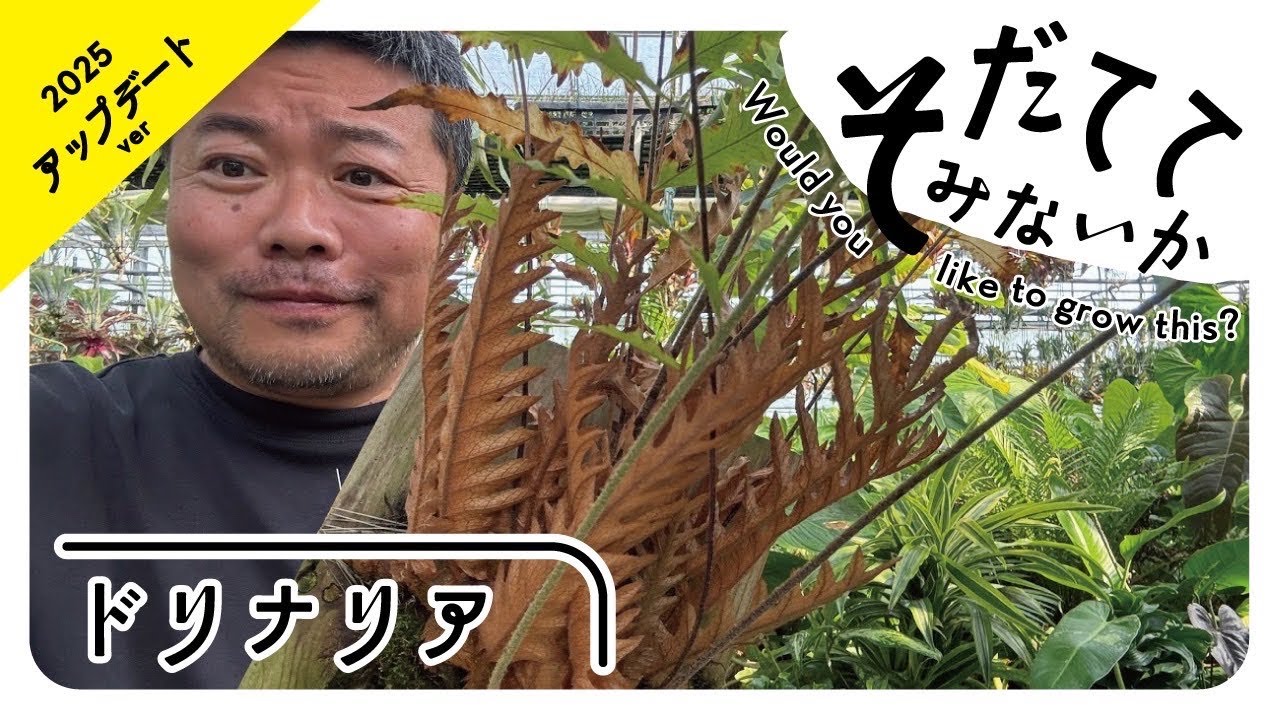 ドリナリア編アップデート❗️気まぐれなアイツを育ててみないか⁉️