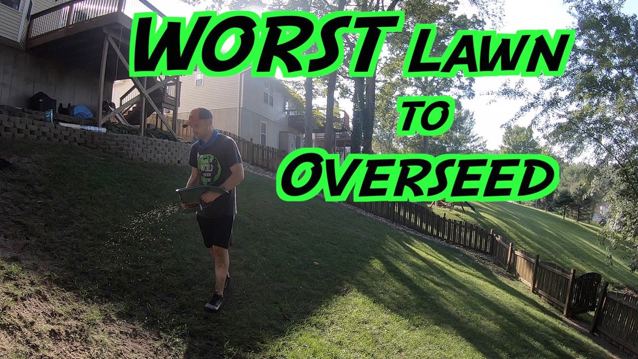 The WORST Lawn to OVERSEED | Seeding a Steep Hill | Rocky Soil, Erosion, Tree Roots |