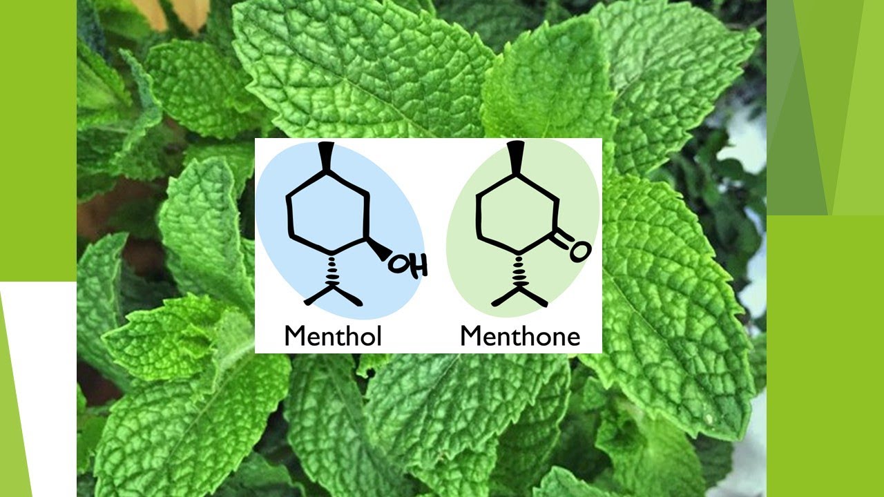 why does mint taste so cool?