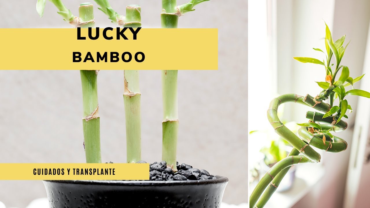 Características y cuidados del Lucky Bamboo 🎍​🌱​ ¡No es bambú real! ​😮​ Jardinatis