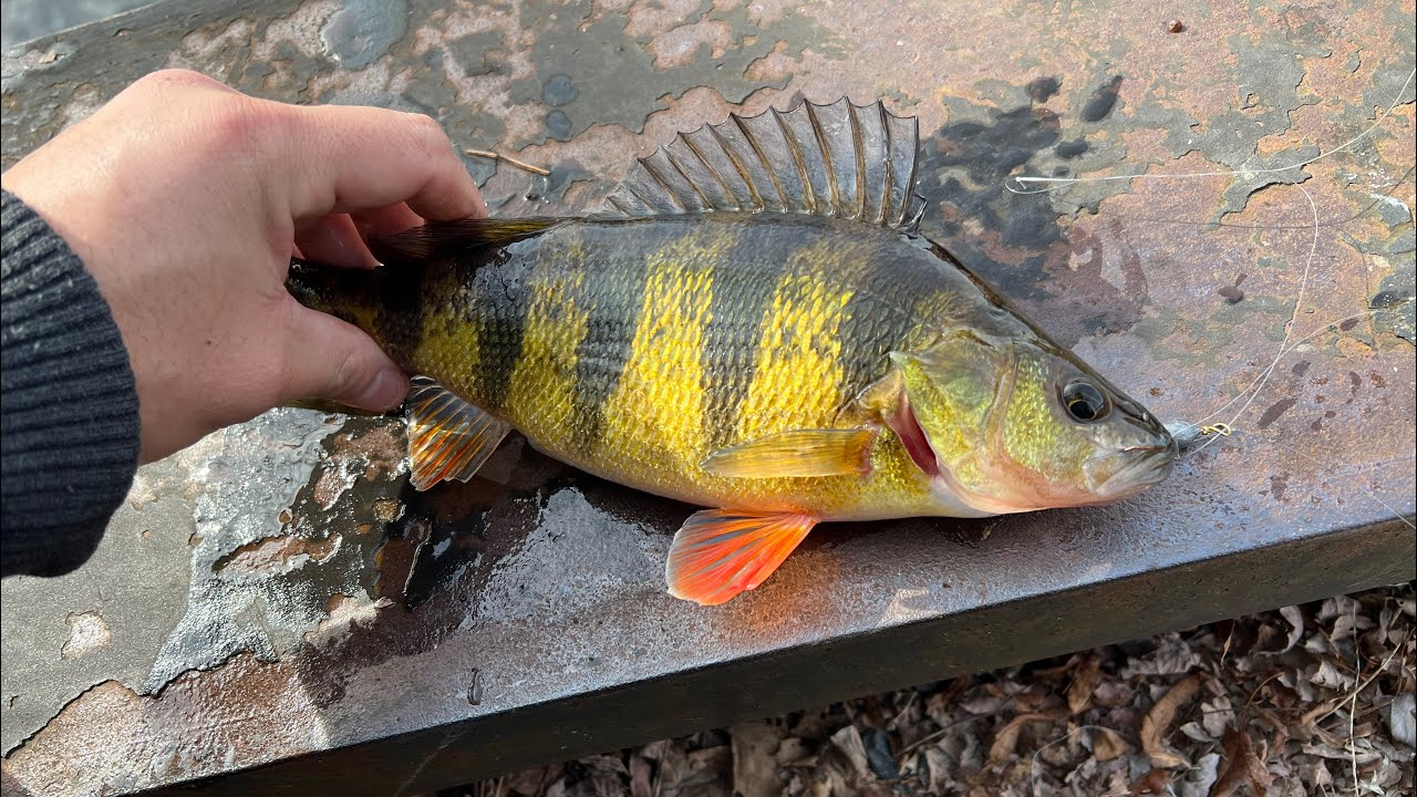 Perch fishing in New Jersey