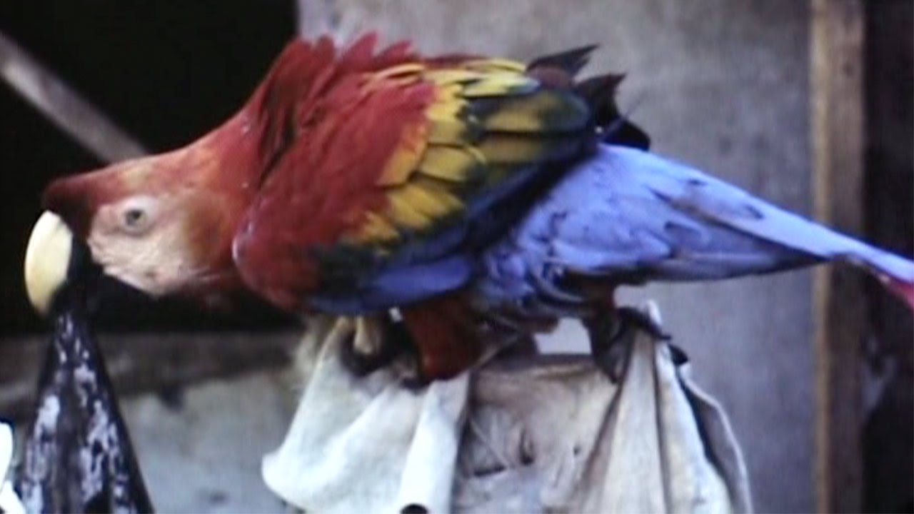 British Guiana 1948 Reel 7 of 8