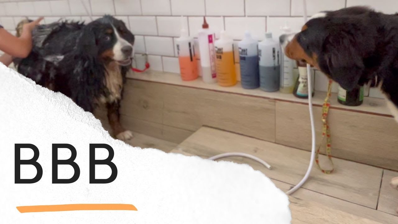 Como dar banho em uma cachorro GIGANTE