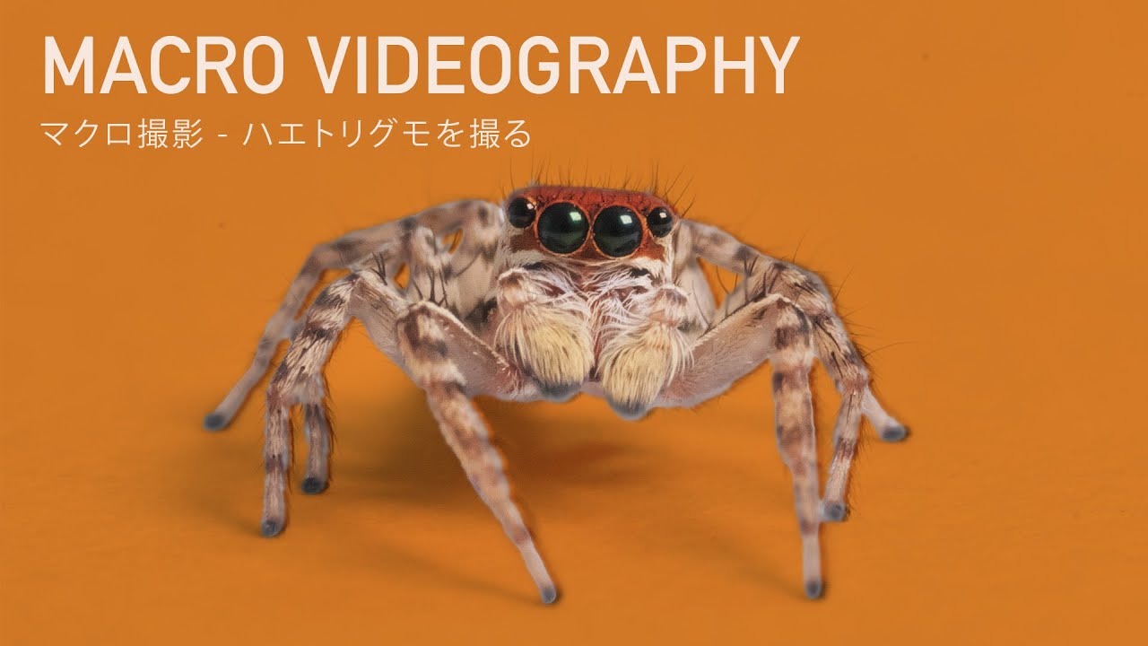 MACRO VIDEOGRAPHY｜マクロ撮影ハエトリグモを撮る【LUMIX S5 + SIGMA 105mm F2.8 MACRO】