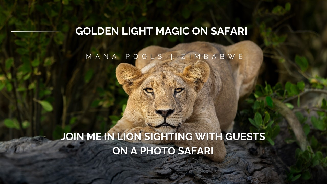 JOIN ME IN A LION SIGHTING ON A PHOTO SAFARI | MANA POOLS ZIMBABWE
